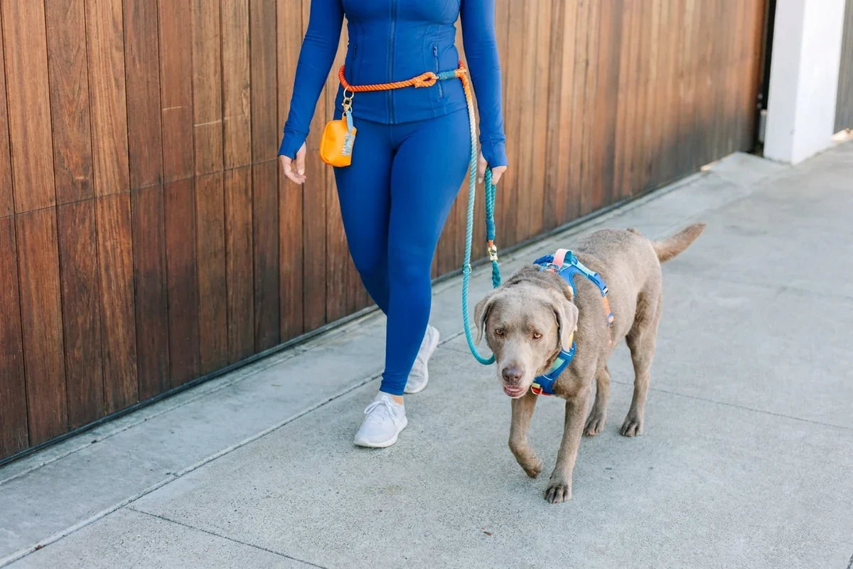 Person in blue athletic clothing walks a gray dog wearing a colorful harness on a leash.