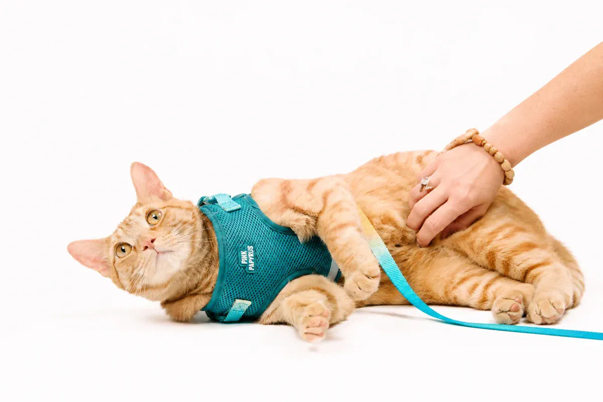 Orange tabby cat wearing a teal harness