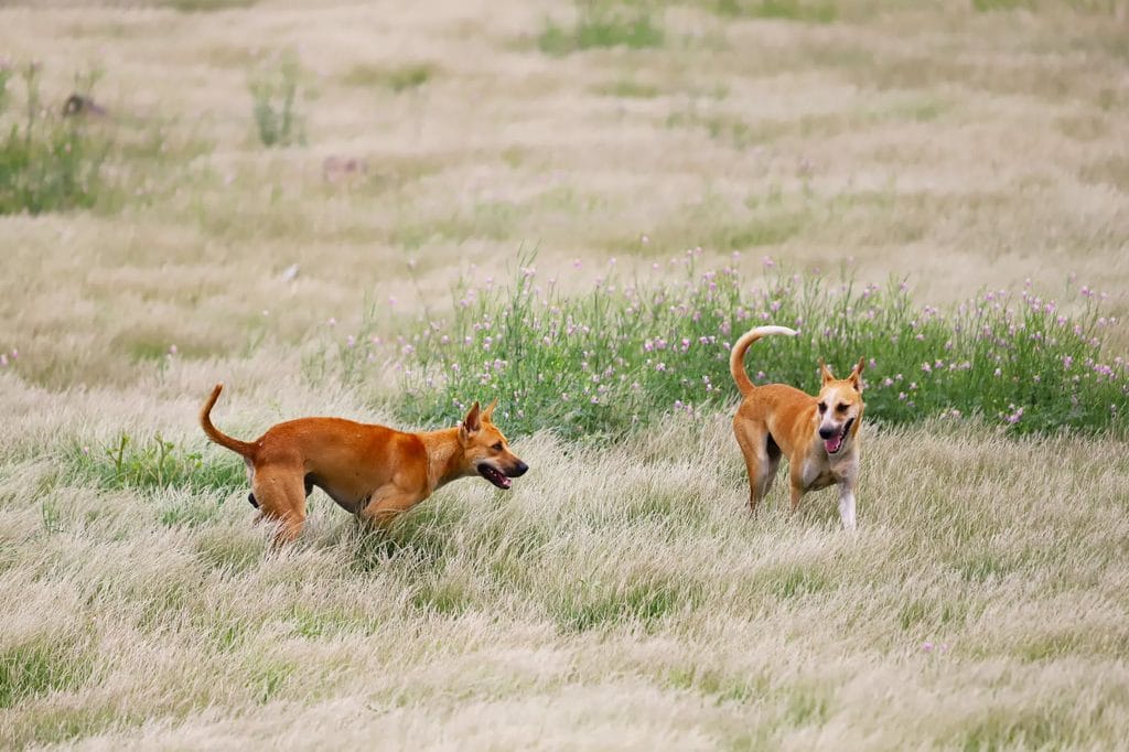 Two tan dogs playing together in tall grass and wildflowers