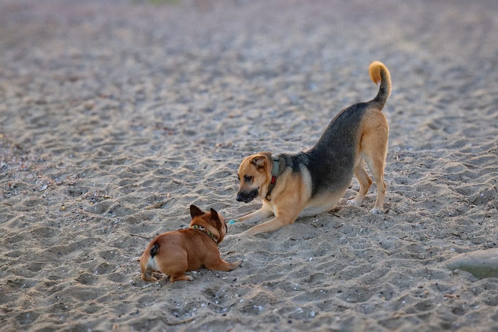 Large and small dogs play together on a sandy beach outdoors
