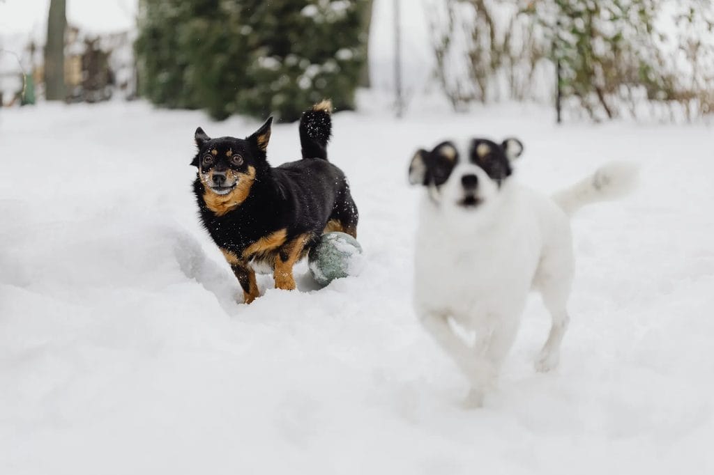 Two dogs play in deep snow while chasing a green ball outdoors