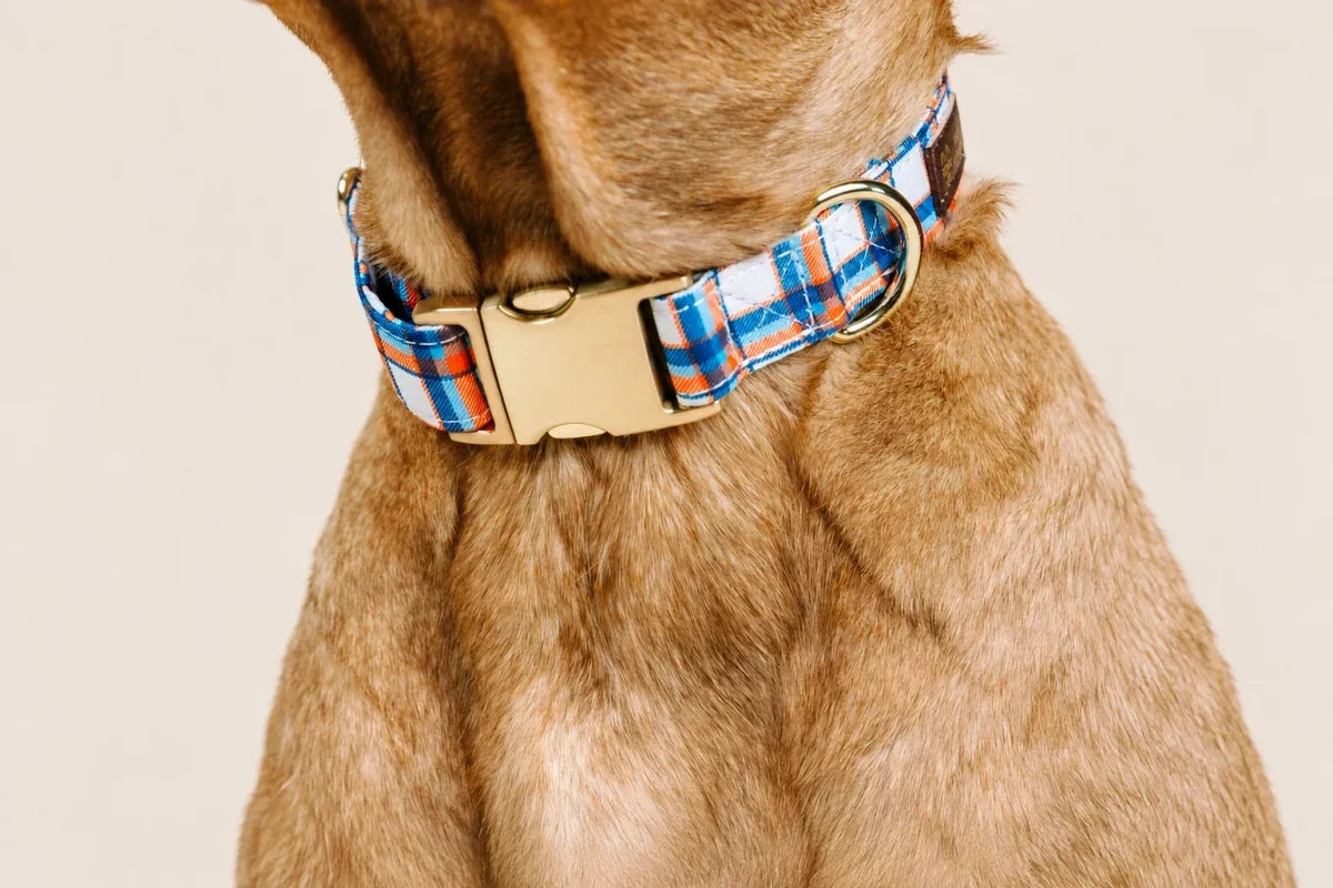 Close-up of a tan dog wearing a blue, orange, and white plaid collar