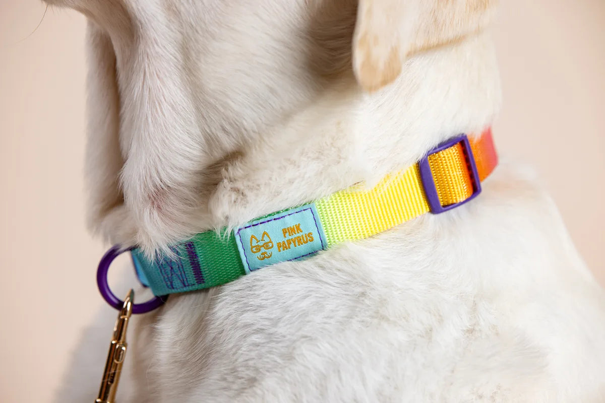 White dog wearing a colorful Pink Papyrus collar