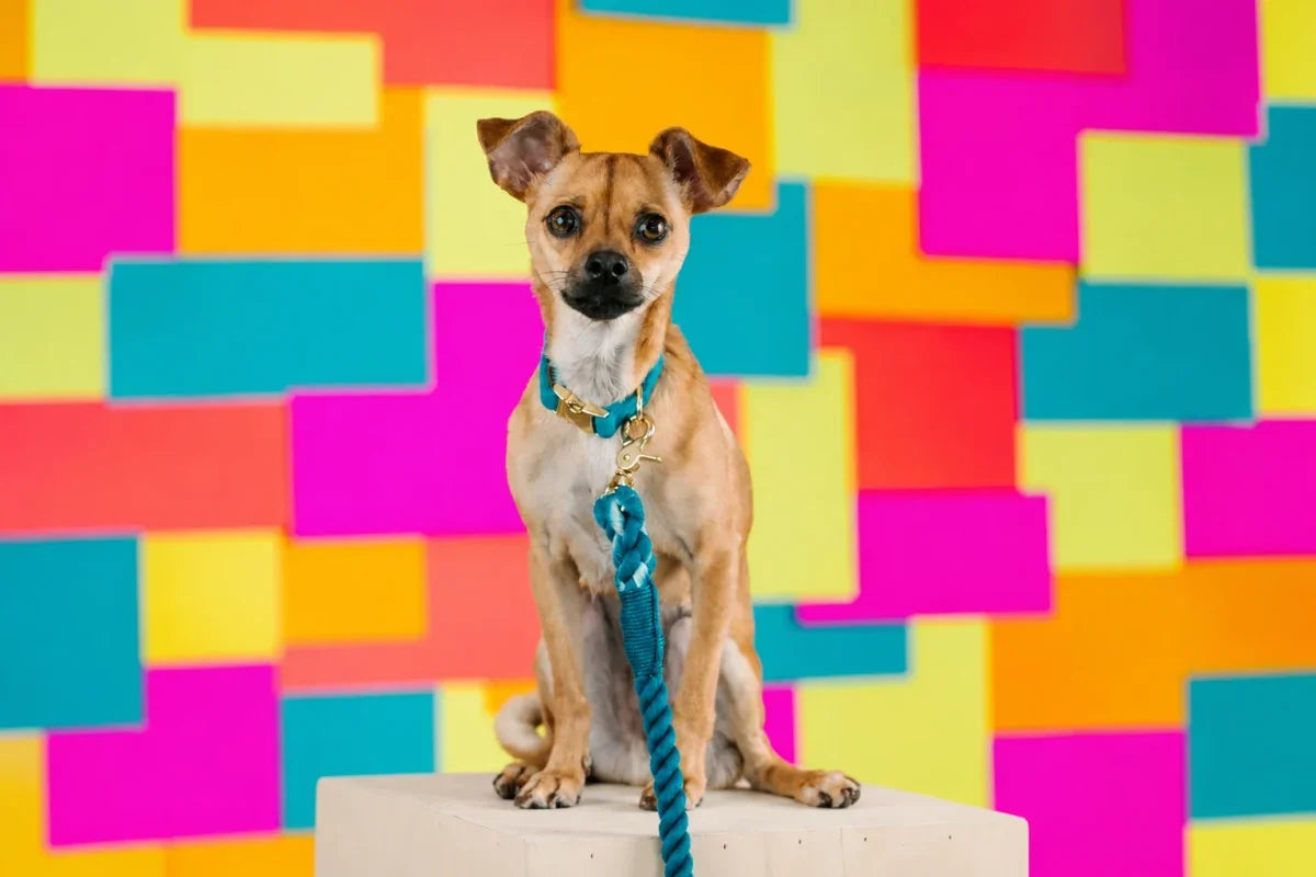 Small tan dog wearing a teal collar and leash against a colorful geometric backdrop