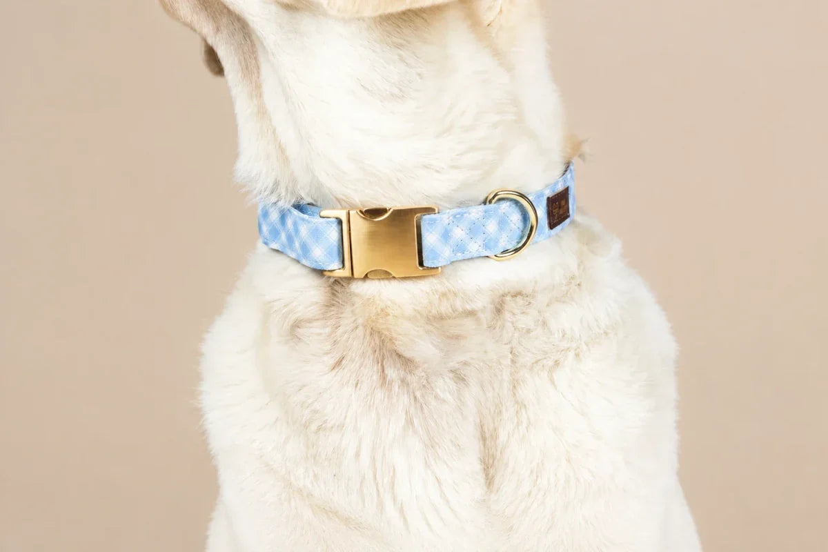 White dog wearing a light blue patterned collar with gold-tone hardware