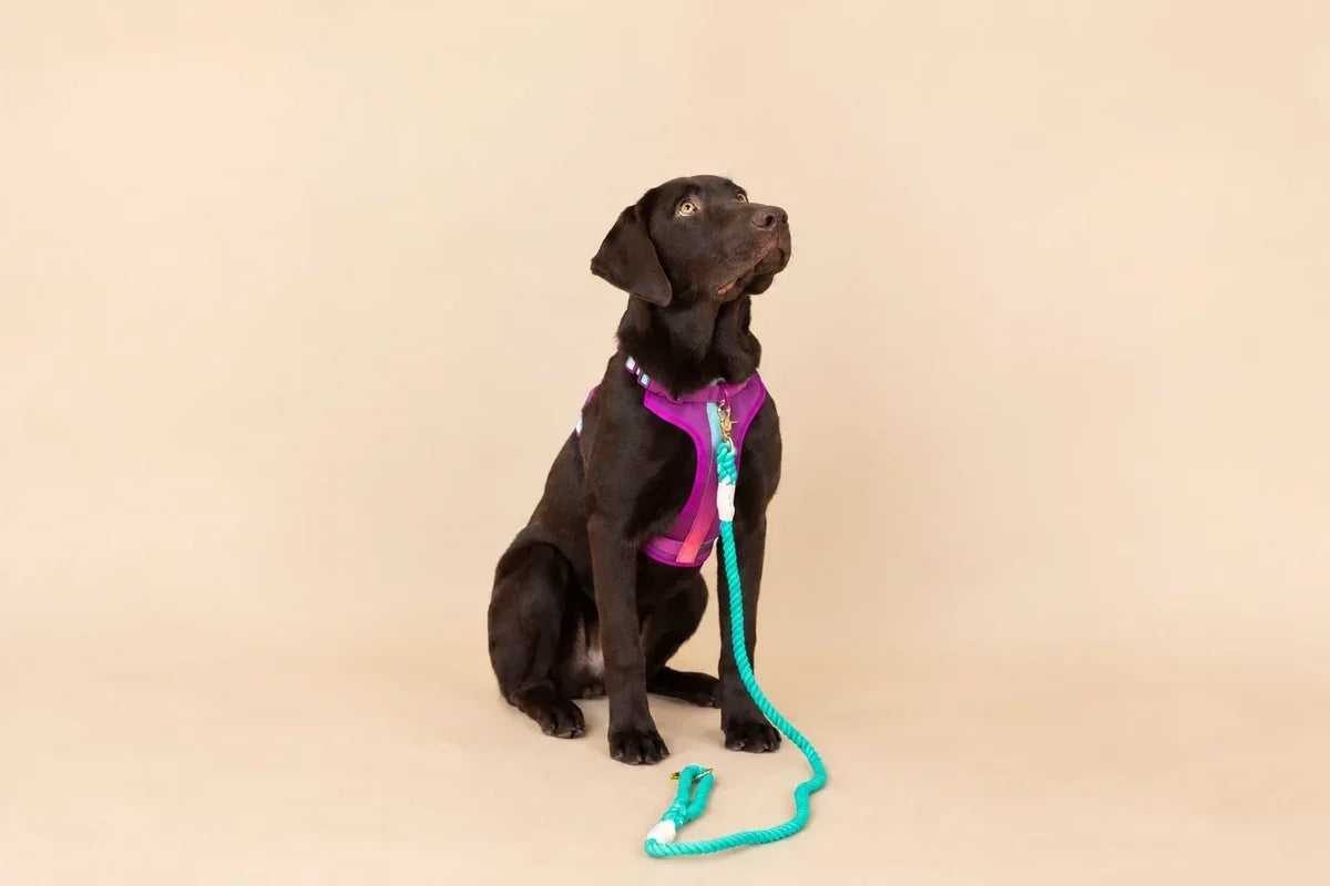 Best Dog Harness for Labs: Fit, Control, and Care