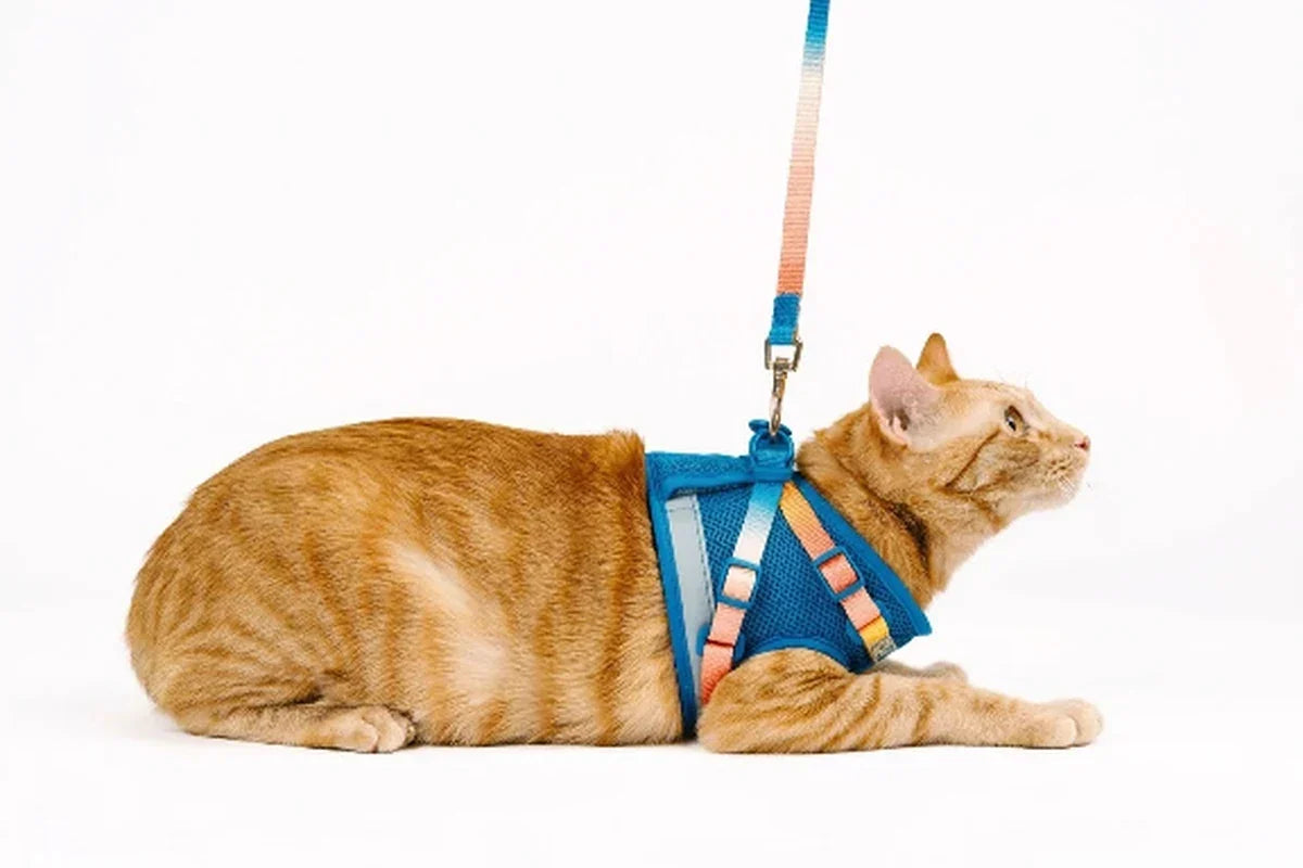 Orange tabby cat wearing a blue harness and multicolor leash