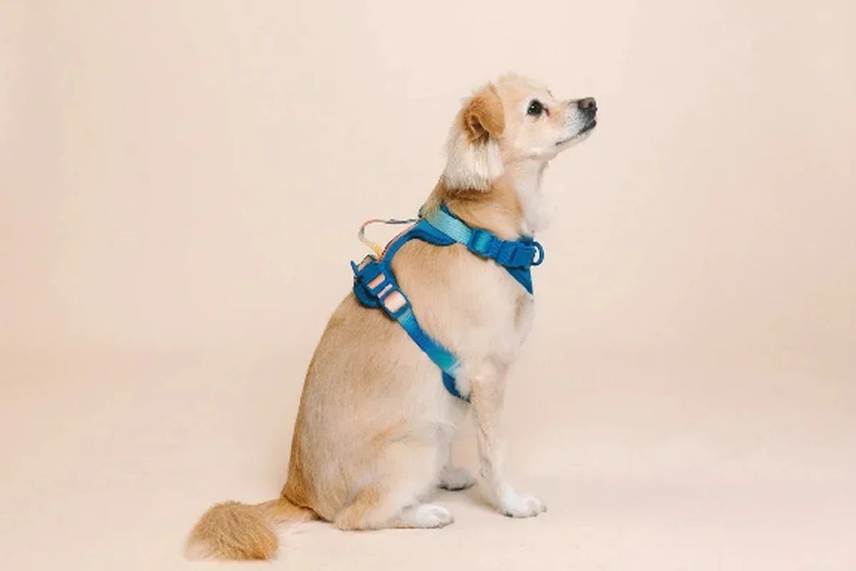 Dog wearing a blue harness