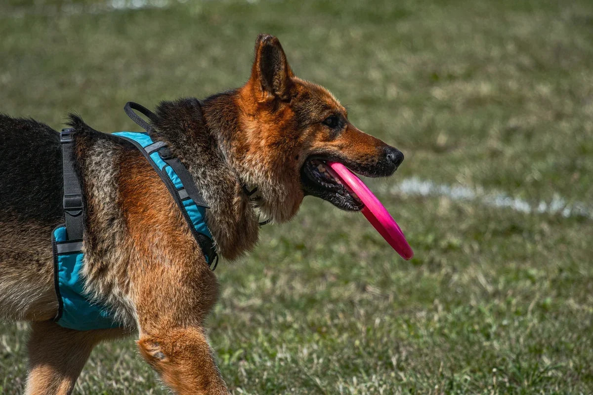 Close-up of a brown dog wearing a harness and bright pink leash