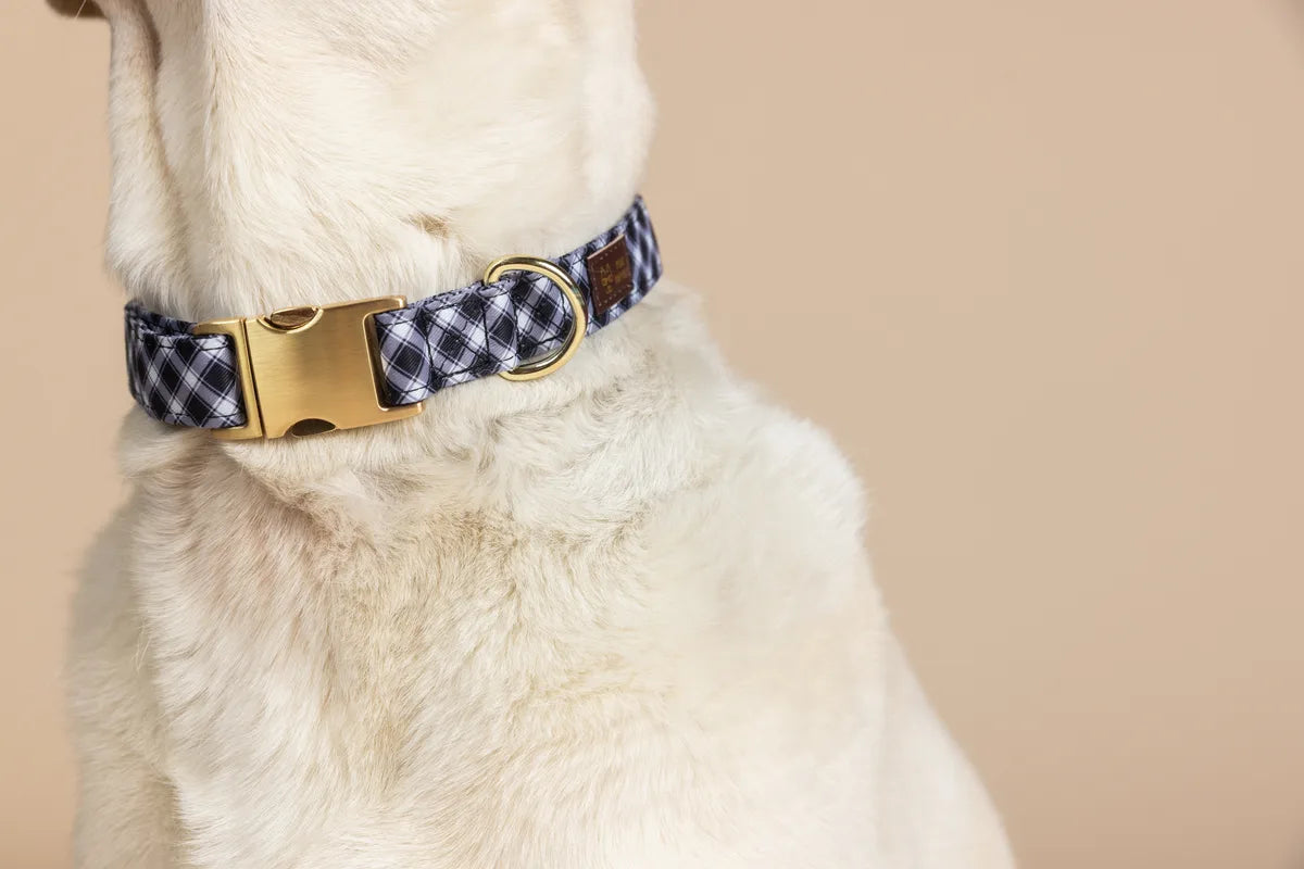 White dog wearing a black-and-white plaid collar with gold-tone hardware