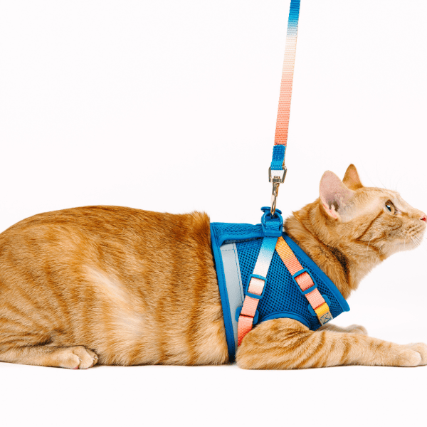 Atlas Cat Harness & Leash Set | Pink Papyrus