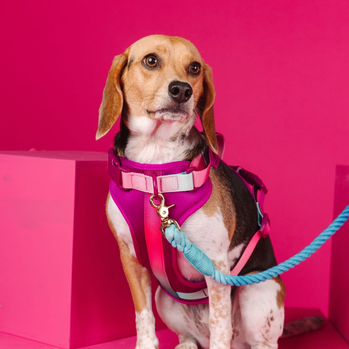 Purple Haze Dog Harness Bundle | Pink Papyrus