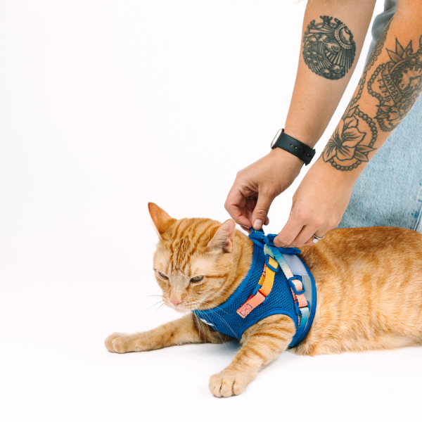Atlas Cat Harness & Leash Set