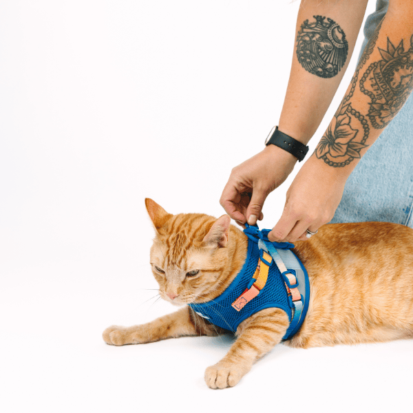 Atlas Cat Harness & Leash Set | Pink Papyrus