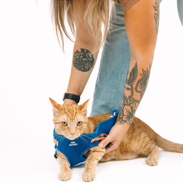 Atlas Cat Harness & Leash Set | Pink Papyrus