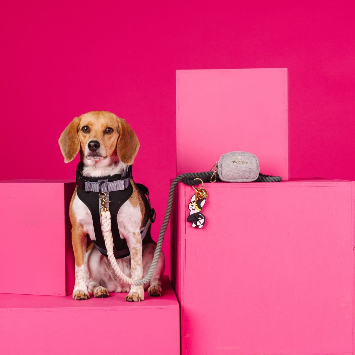 Back In Black Dog Harness Bundle | Pink Papyrus