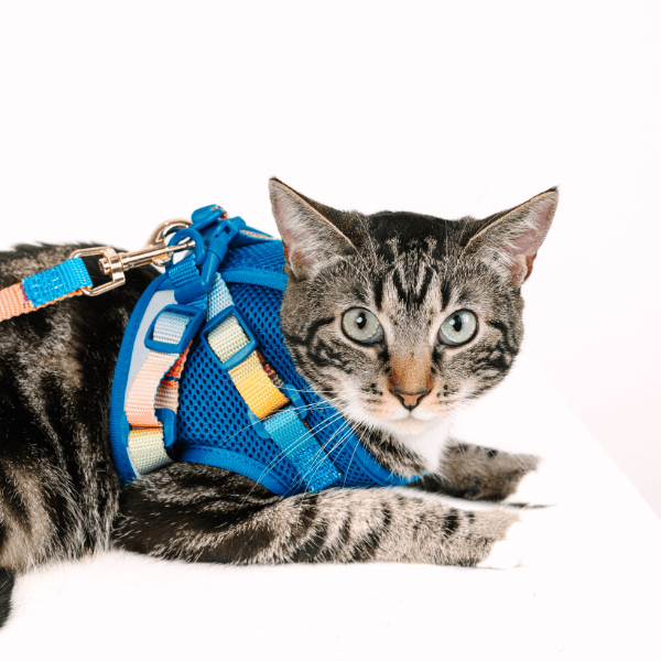 Atlas Cat Harness & Leash Set | Pink Papyrus