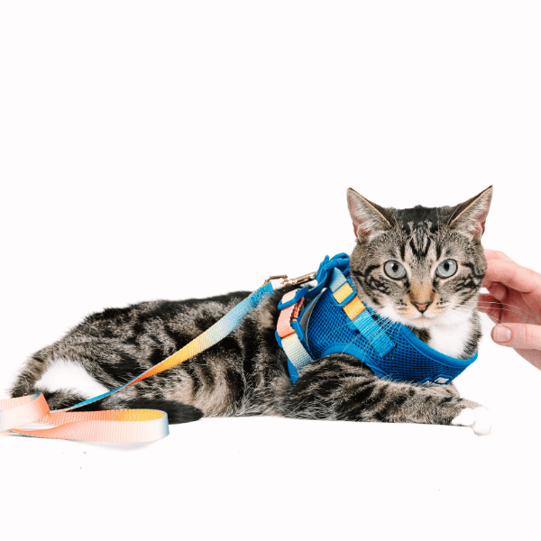 Atlas Cat Harness & Leash Set | Pink Papyrus