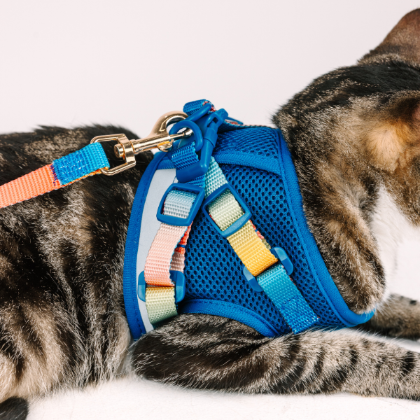 Atlas Cat Harness & Leash Set
