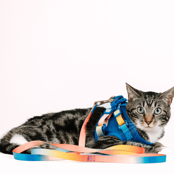 Atlas Cat Harness & Leash Set | Pink Papyrus