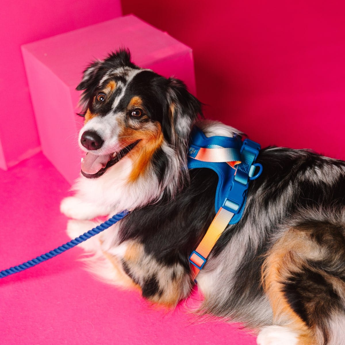 Atlas Dog Harness | Pink Papyrus
