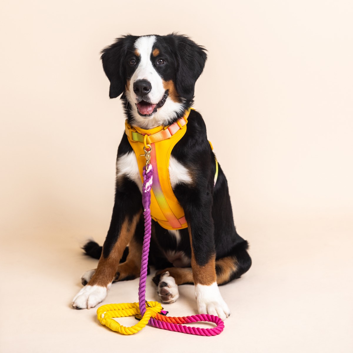 Sunset Glow Dog Harness Bundle