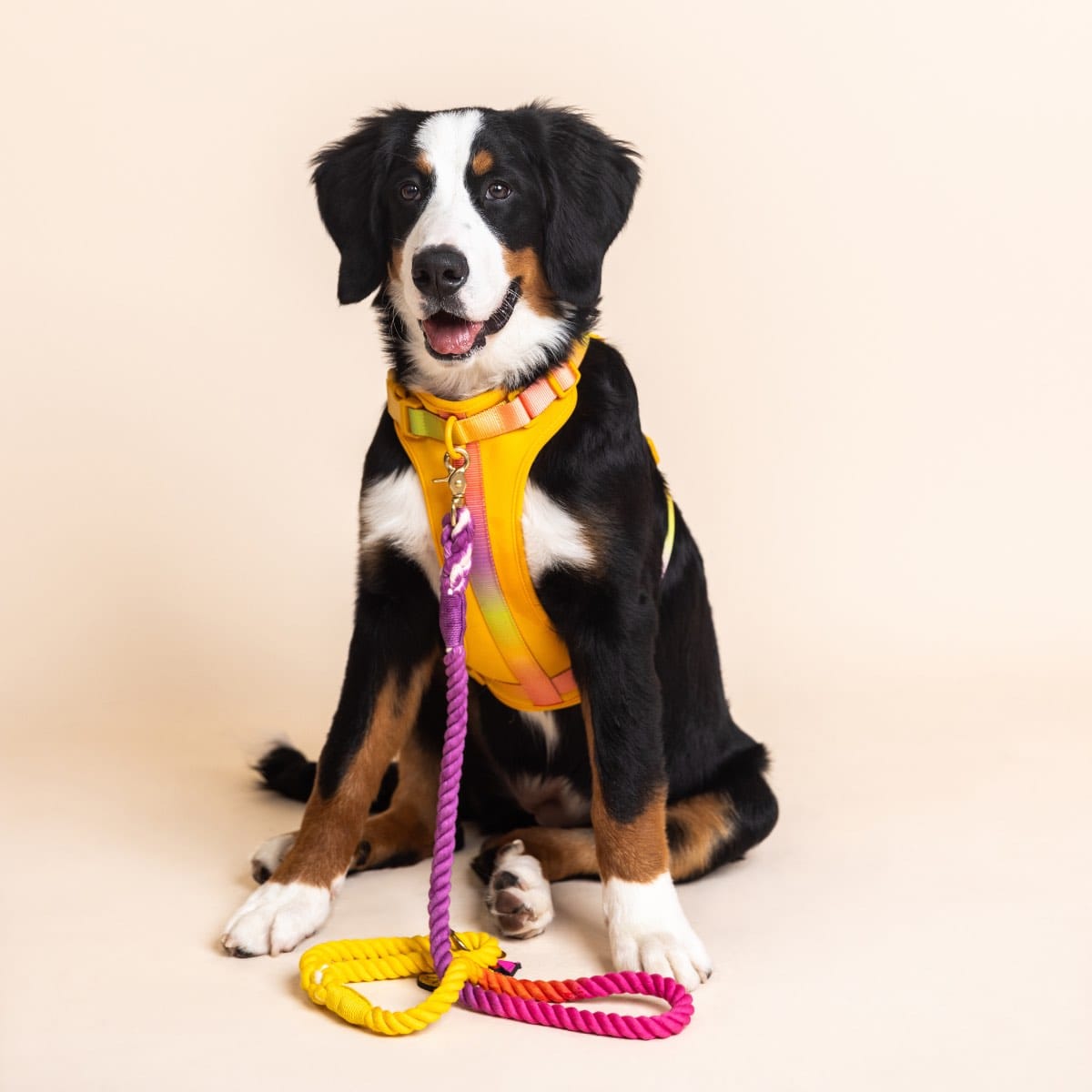 Sunset Glow Dog Harness Bundle | Pink Papyrus