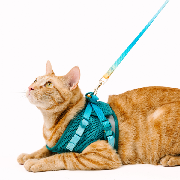 Joey Cat Harness & Leash Set