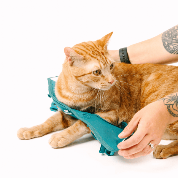 Joey Cat Harness & Leash Set | Pink Papyrus