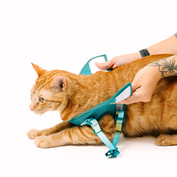 Joey Cat Harness & Leash Set