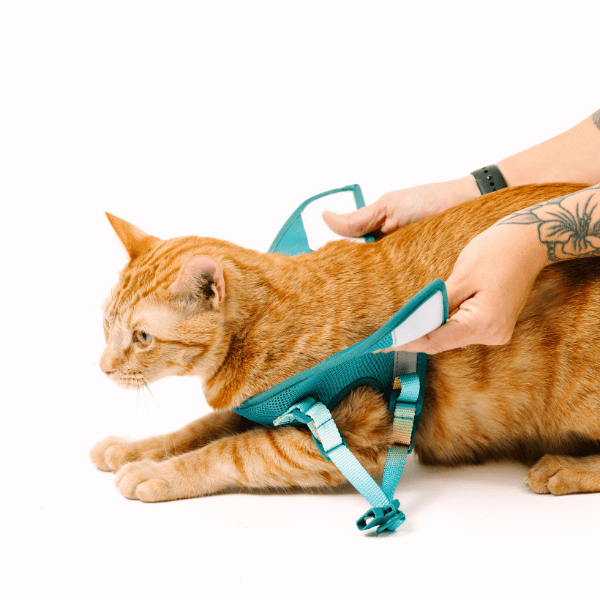 Joey Cat Harness & Leash Set | Pink Papyrus