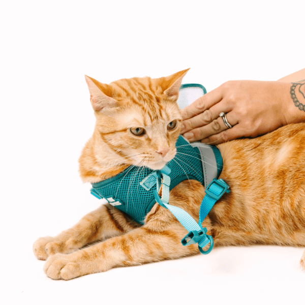 Joey Cat Harness & Leash Set | Pink Papyrus