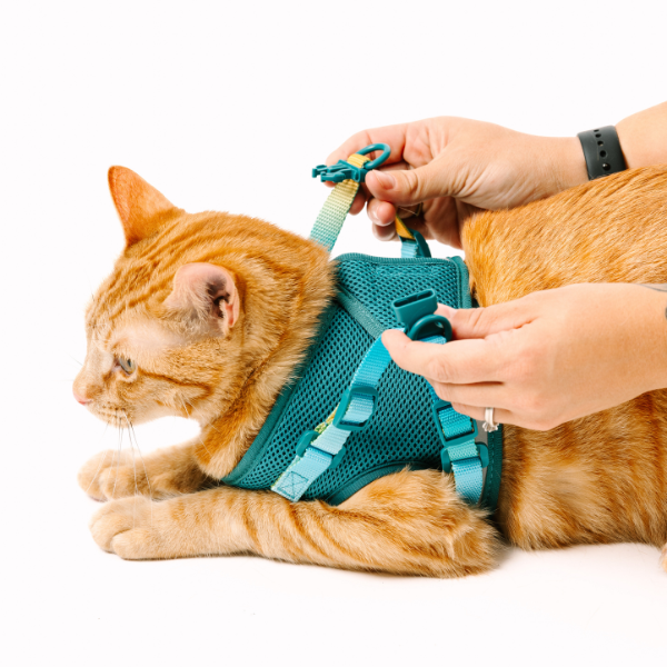 Joey Cat Harness & Leash Set