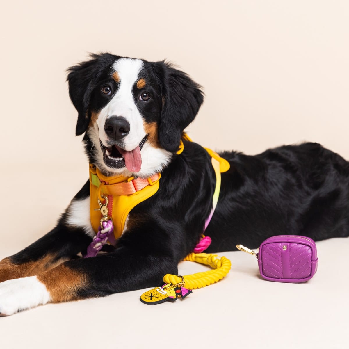 Sunset Glow Dog Harness Bundle | Pink Papyrus