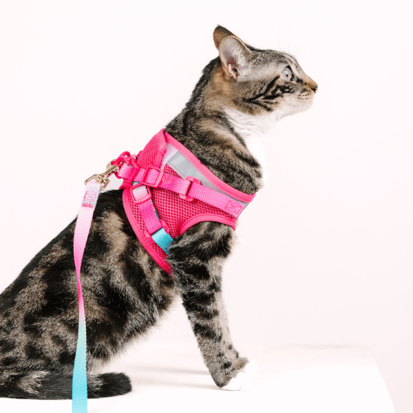 Stasia Cat Harness & Leash Set | Pink Papyrus