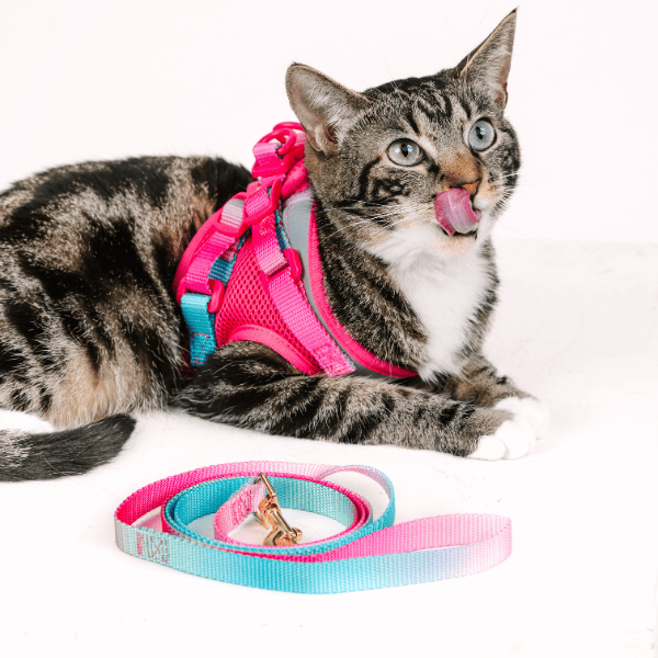 Stasia Cat Harness & Leash Set | Pink Papyrus