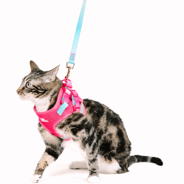 Stasia Cat Harness & Leash Set | Pink Papyrus