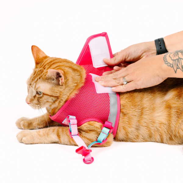 Stasia Cat Harness & Leash Set