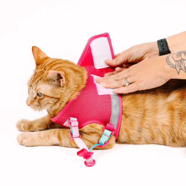 Stasia Cat Harness & Leash Set | Pink Papyrus
