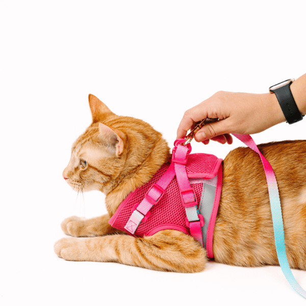 Stasia Cat Harness & Leash Set | Pink Papyrus
