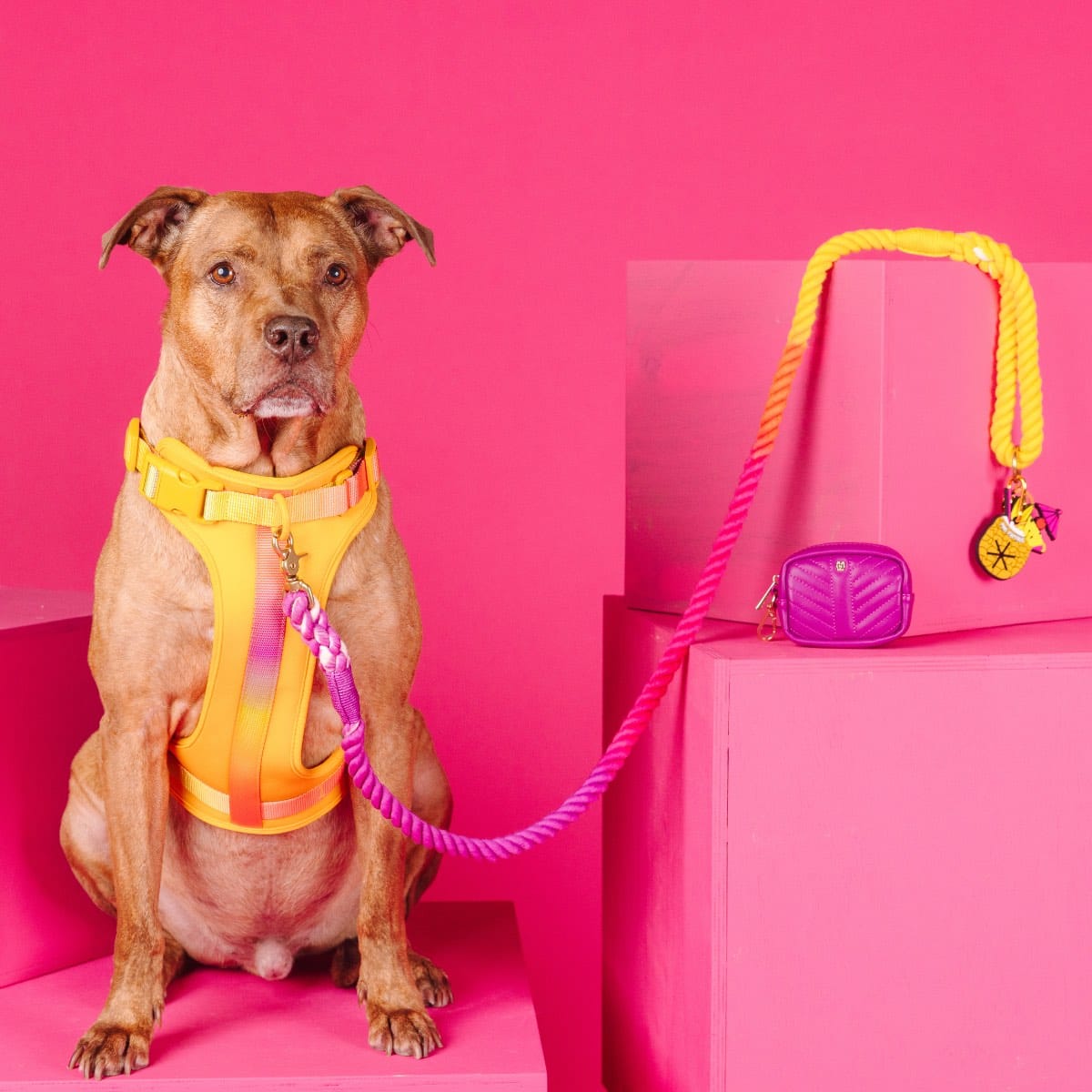 Sunset Glow Dog Harness Bundle | Pink Papyrus