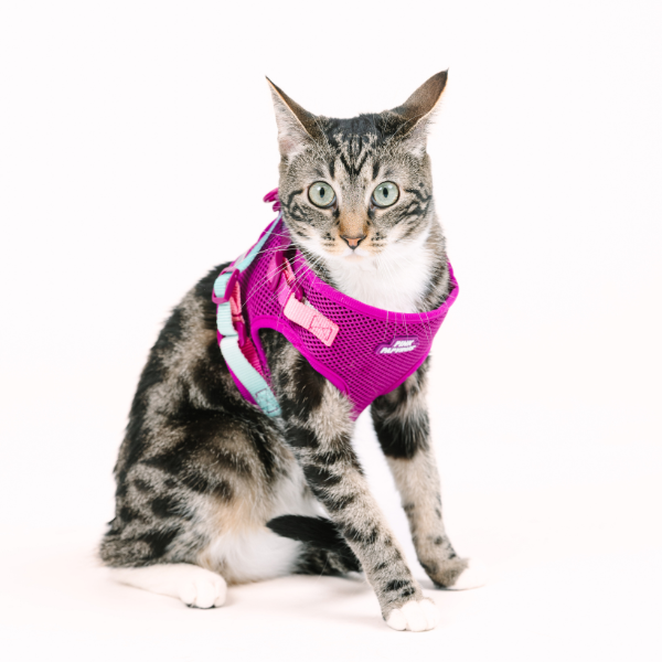 Joana Cat Harness & Leash Set