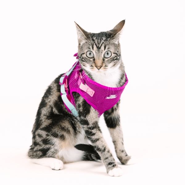 Joana Cat Harness & Leash Set | Pink Papyrus