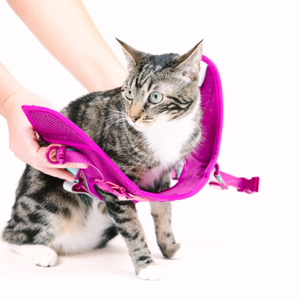 Joana Cat Harness & Leash Set