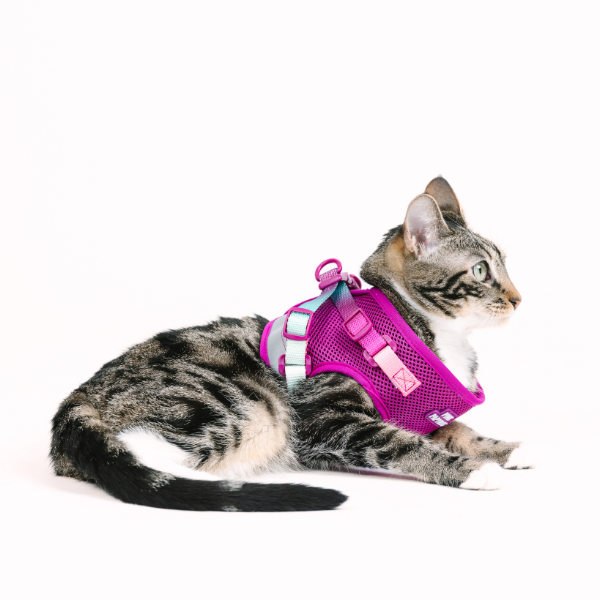 Joana Cat Harness & Leash Set