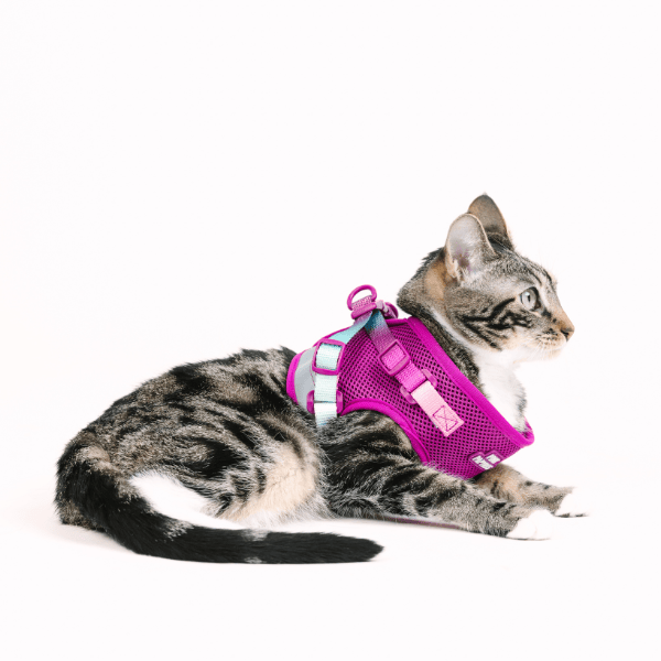 Joana Cat Harness & Leash Set | Pink Papyrus