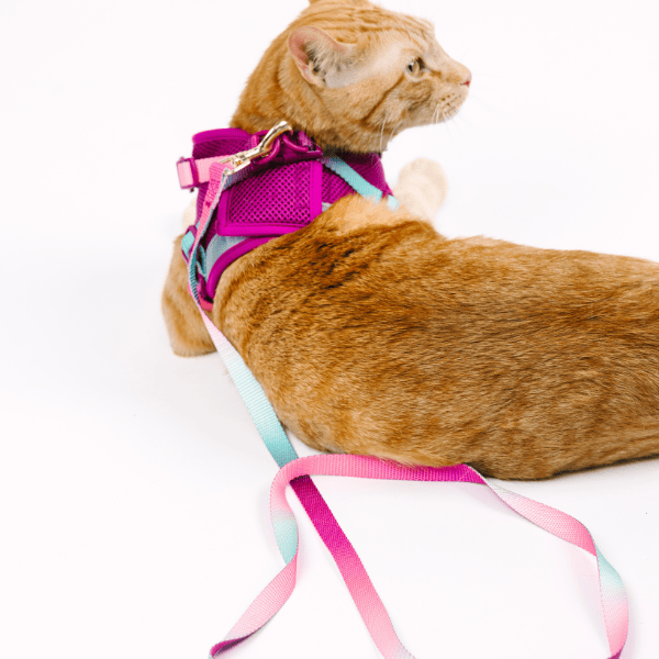 Joana Cat Harness & Leash Set | Pink Papyrus