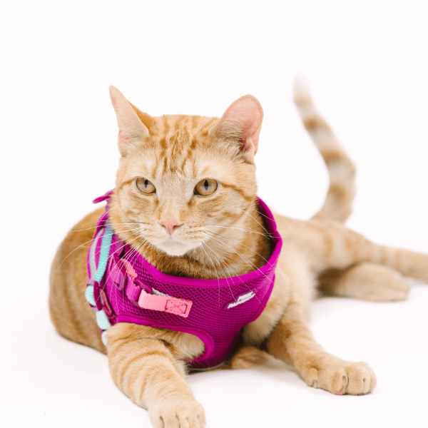 Joana Cat Harness & Leash Set | Pink Papyrus