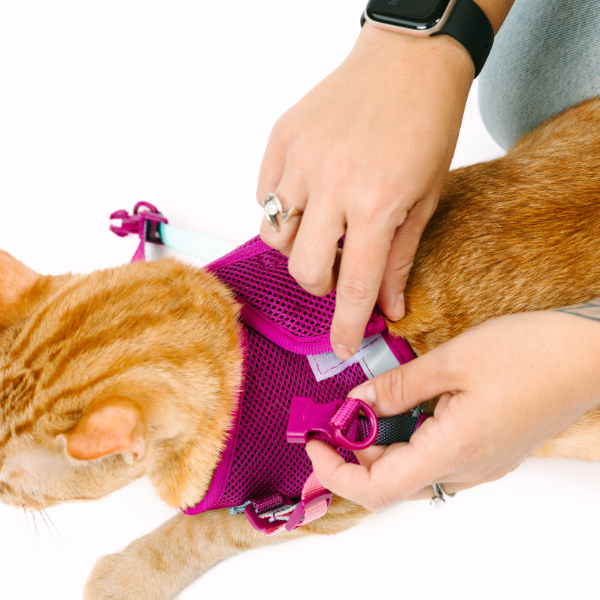 Joana Cat Harness & Leash Set