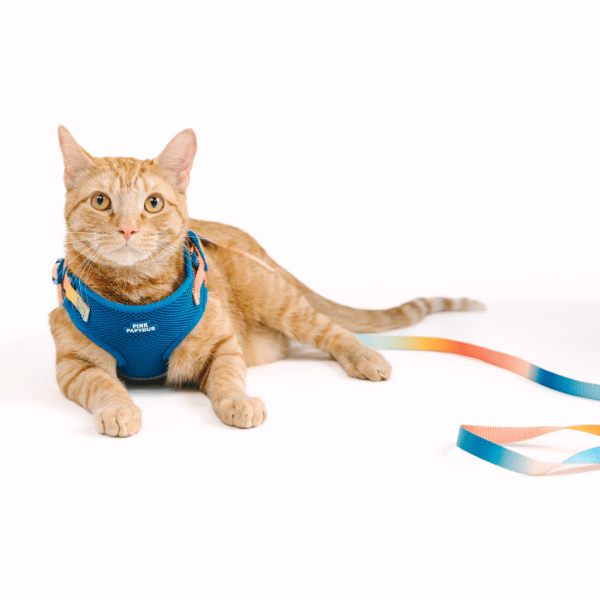 Atlas Cat Harness & Leash Set | Pink Papyrus